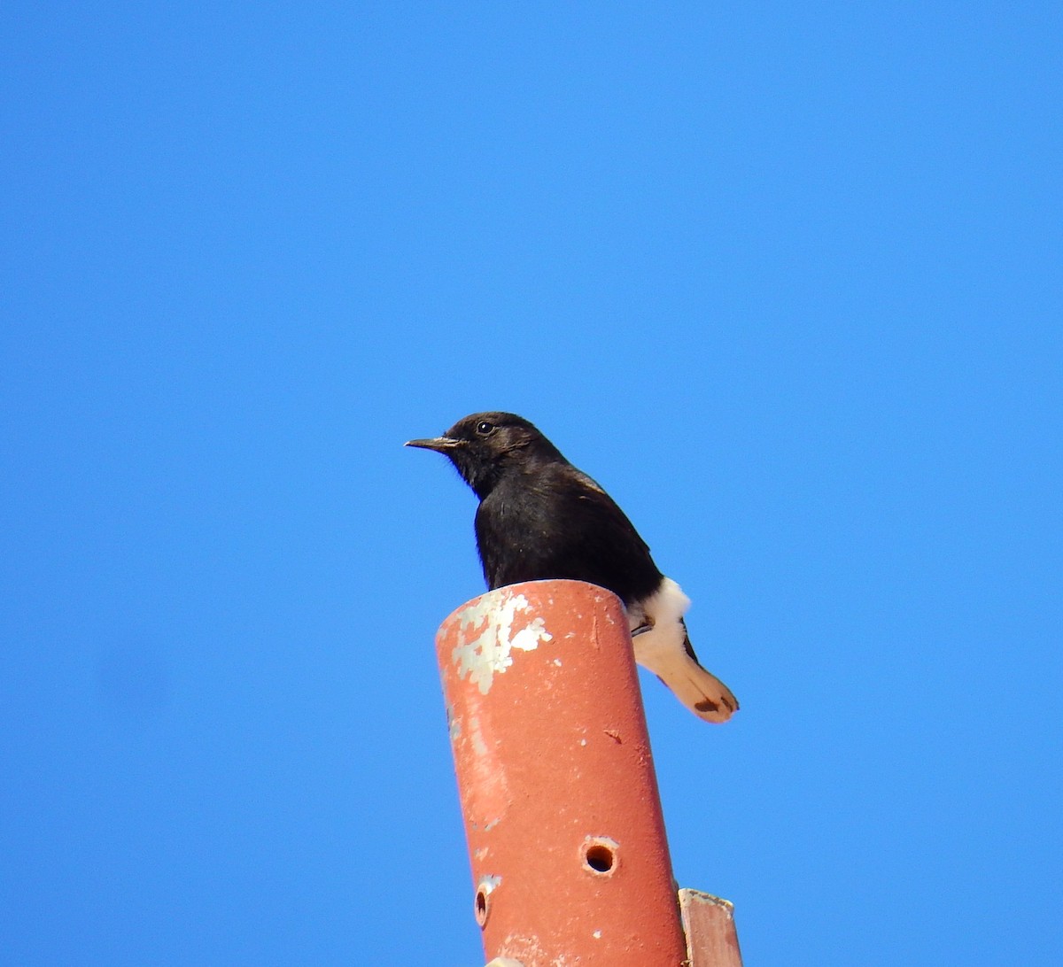 Saharasteinschmätzer - ML644370307