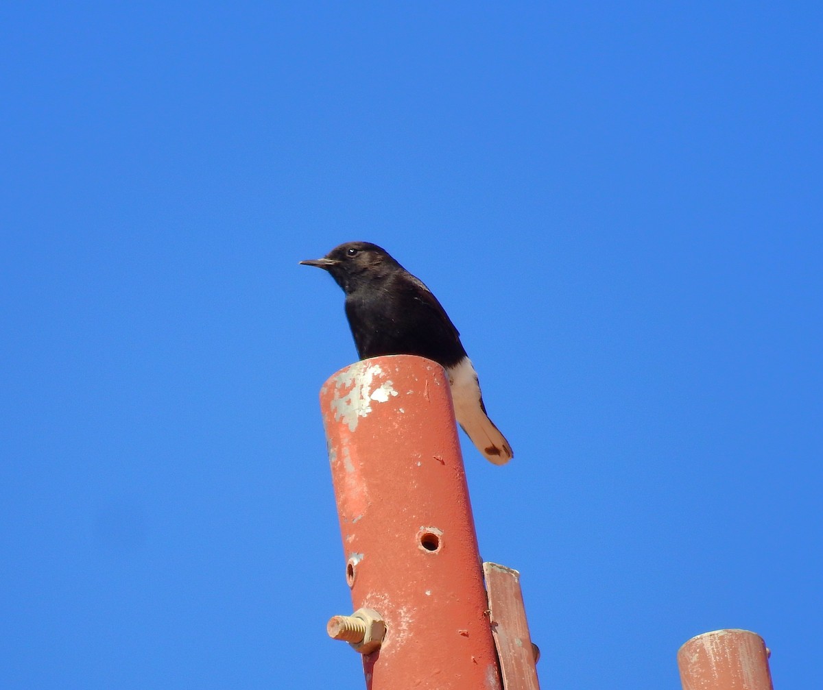 Saharasteinschmätzer - ML644370308