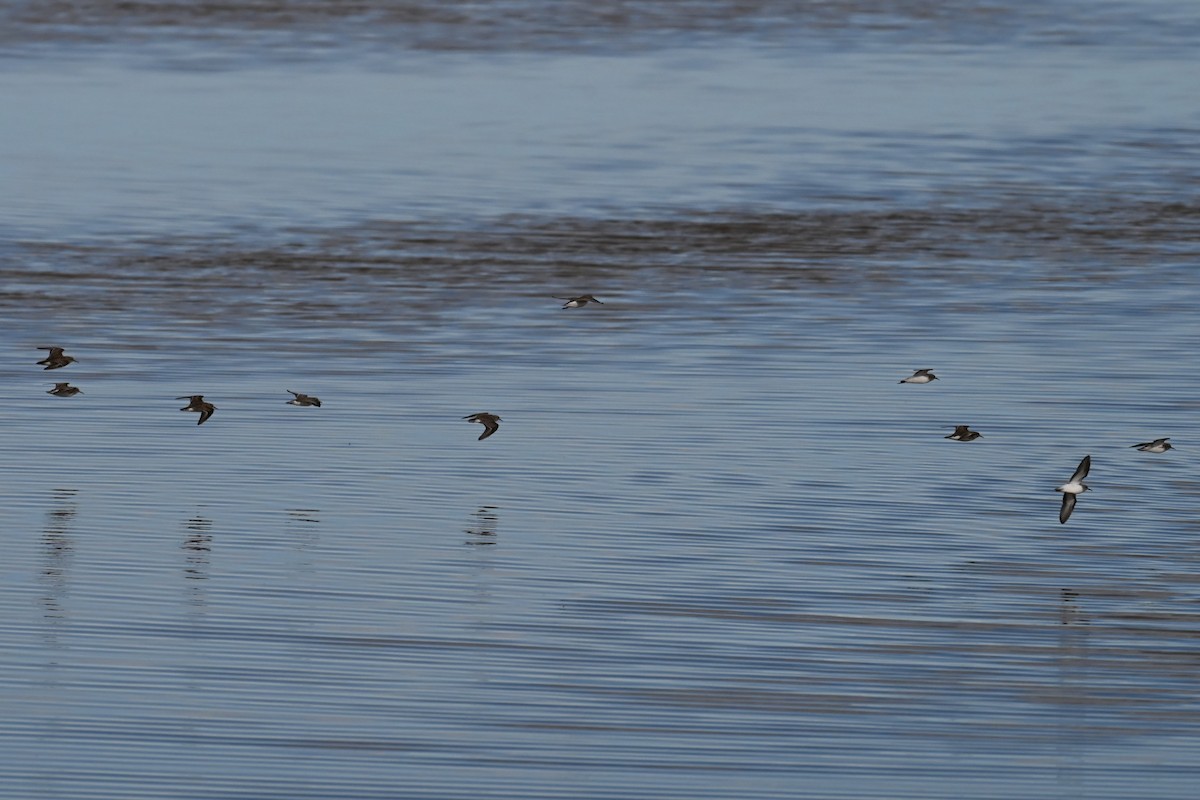 Correlimos sp. - ML644370312