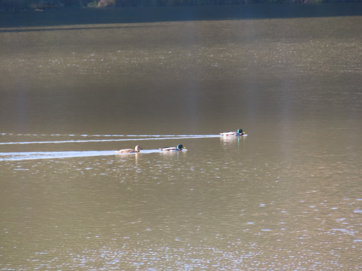 Germano reale - ML644370314