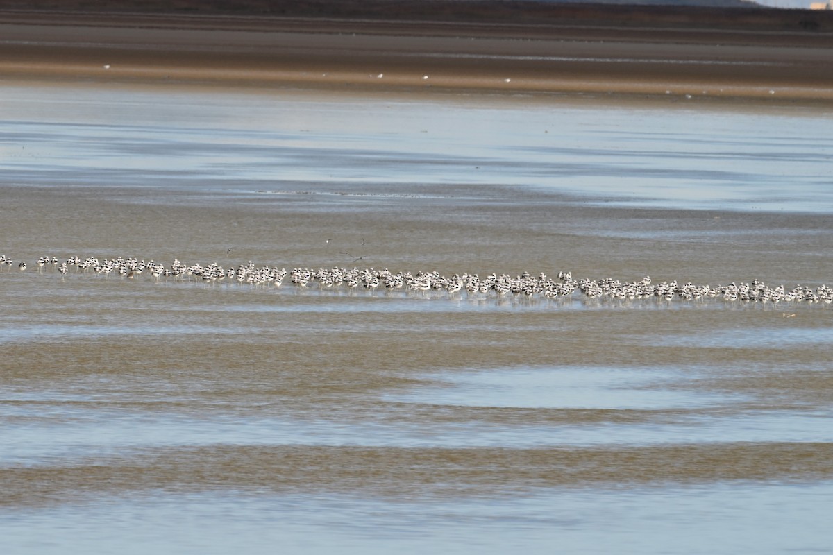 American Avocet - ML644370320