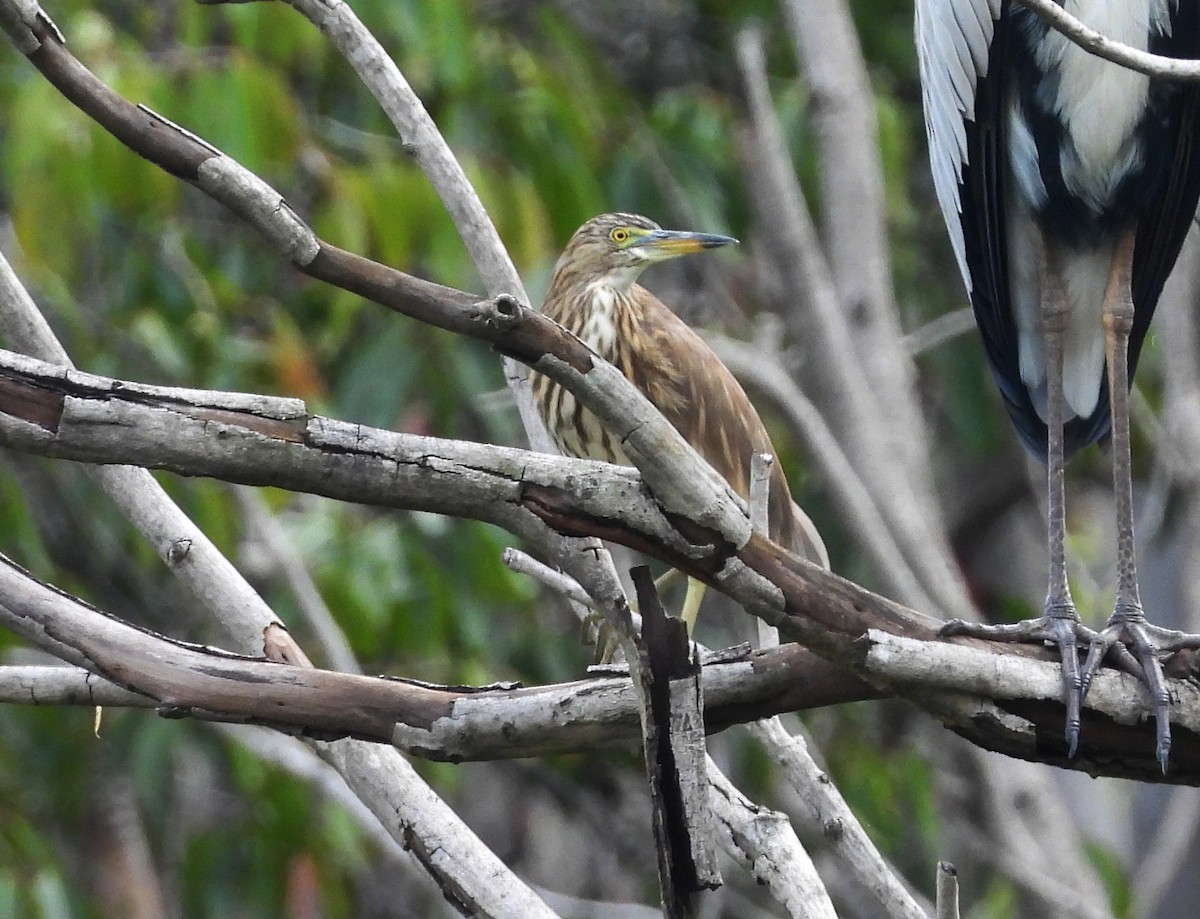 Indian Pond-Heron - ML644370324