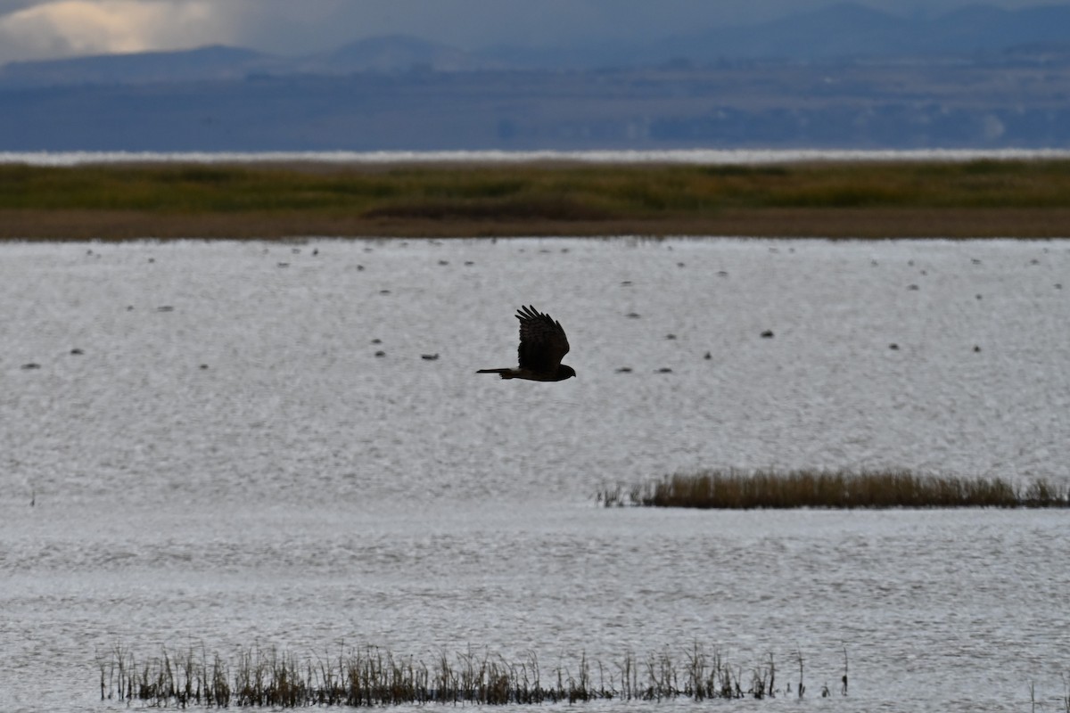 Northern Harrier - ML644370327