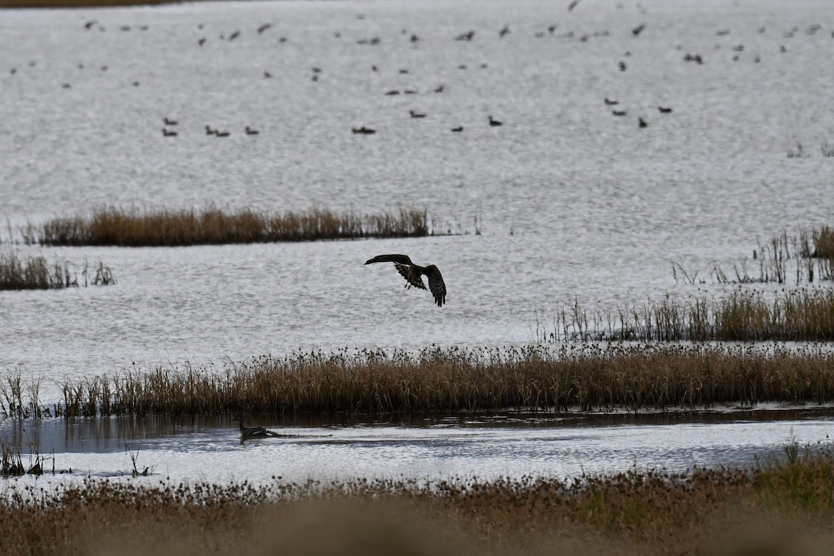 Northern Harrier - ML644370328