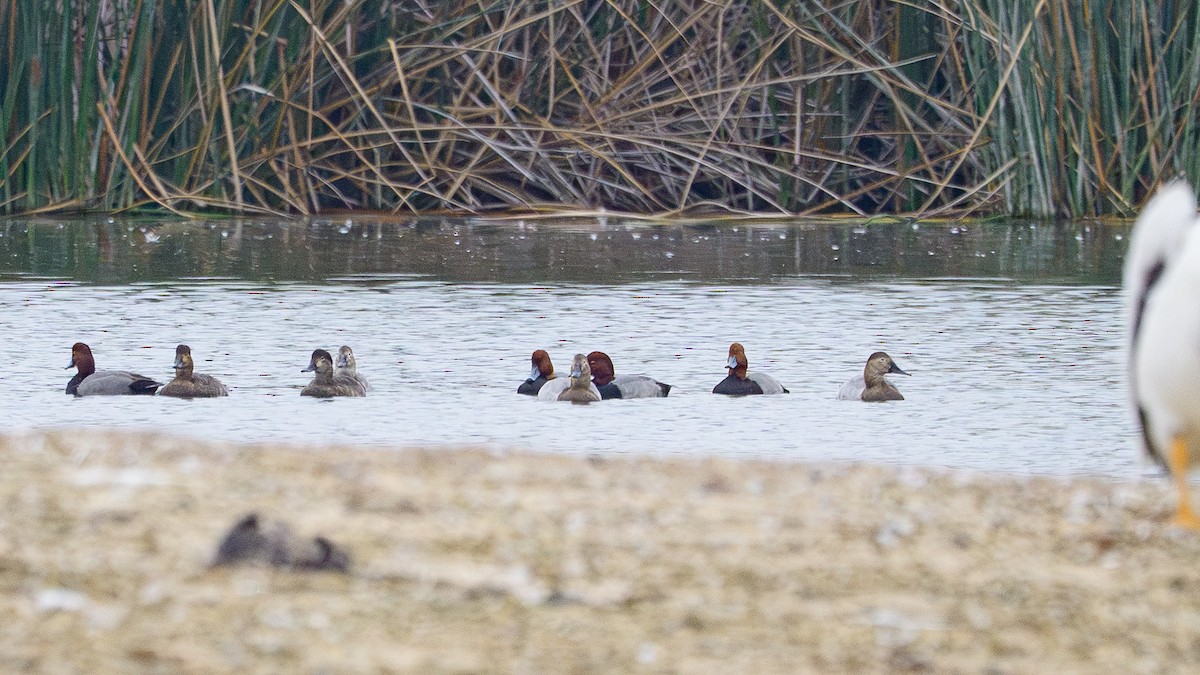 Redhead - ML644370332