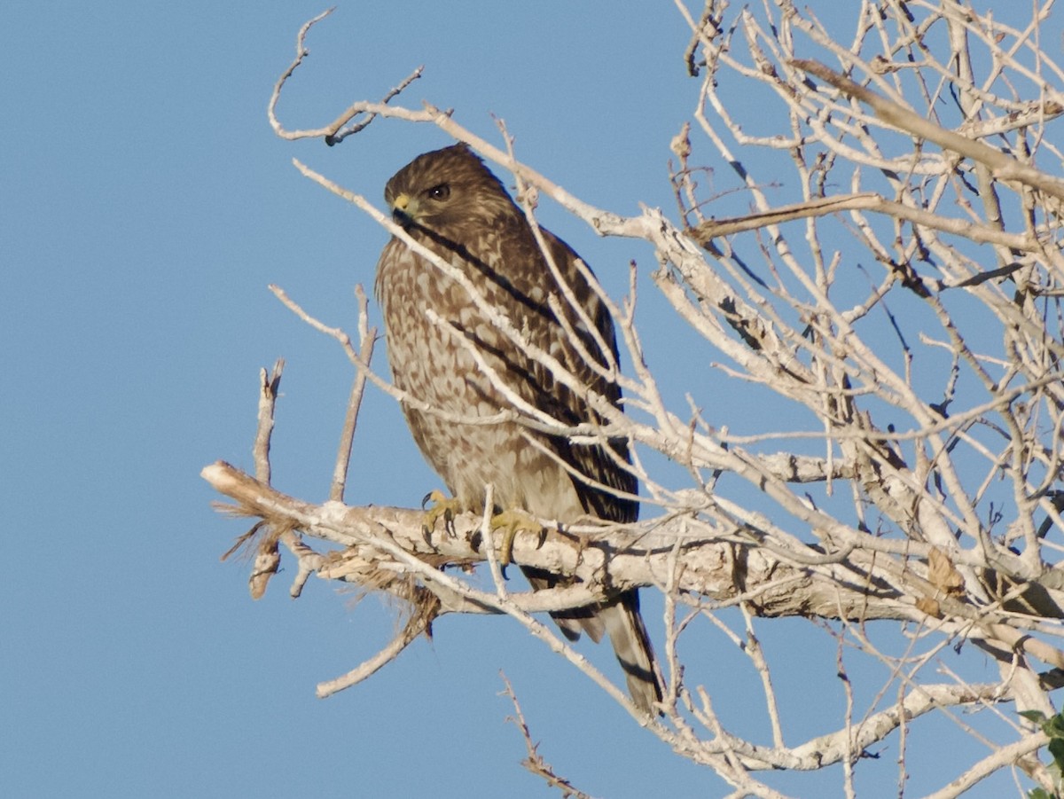 Red-shouldered Hawk - ML644370333