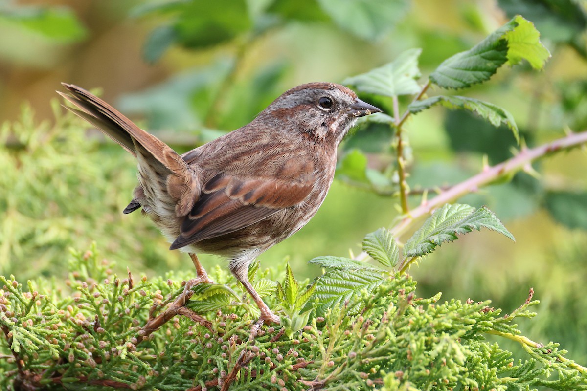 Song Sparrow - ML644370335