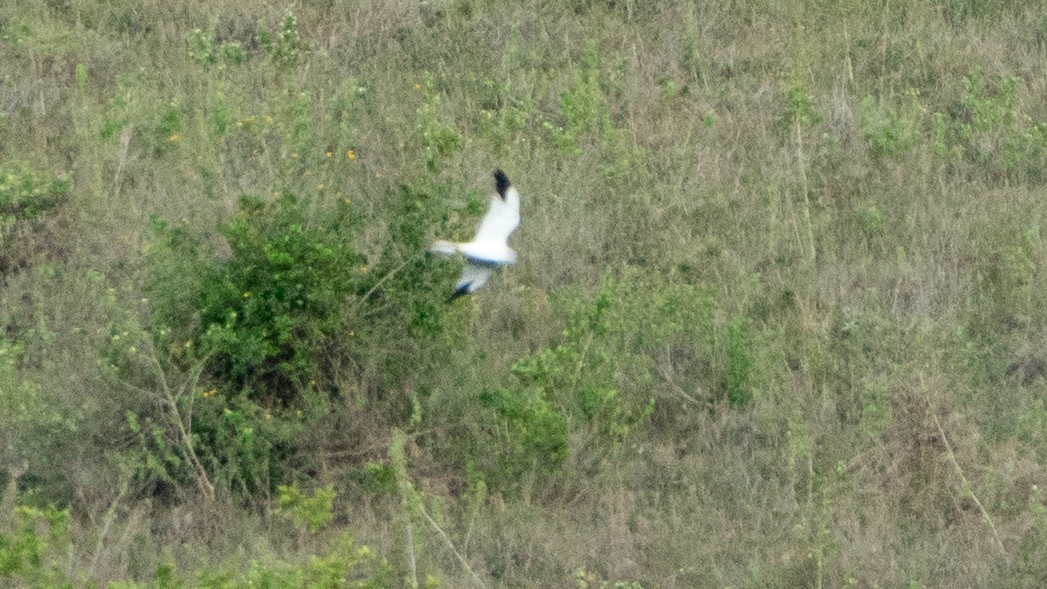 Albanella pallida - ML644370338