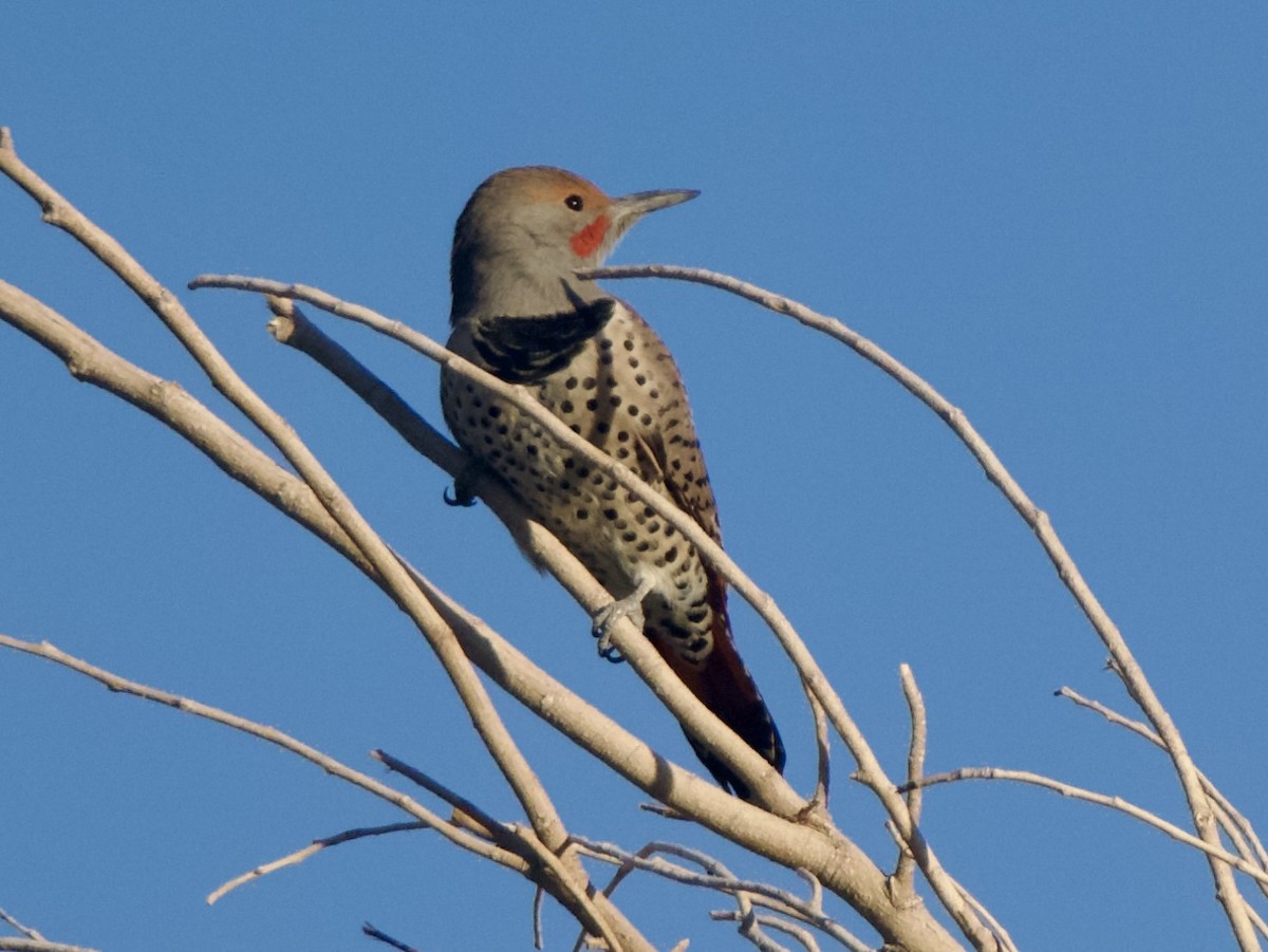 Northern Flicker - ML644370340
