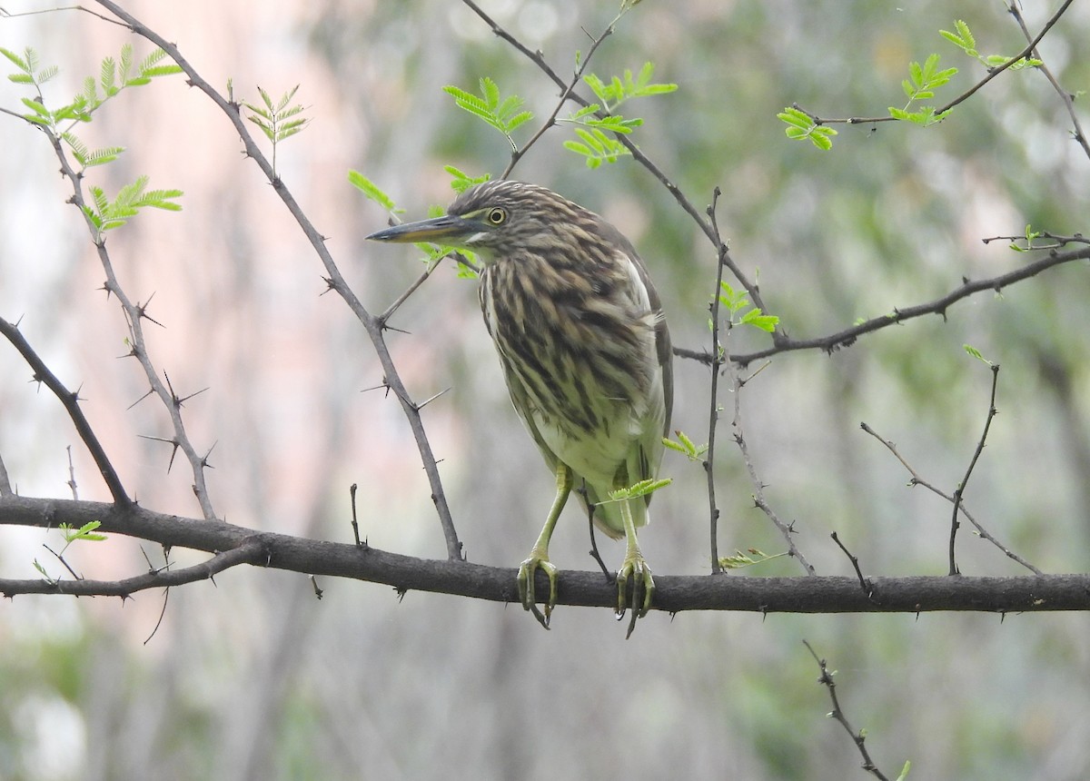 Indian Pond-Heron - ML644370343
