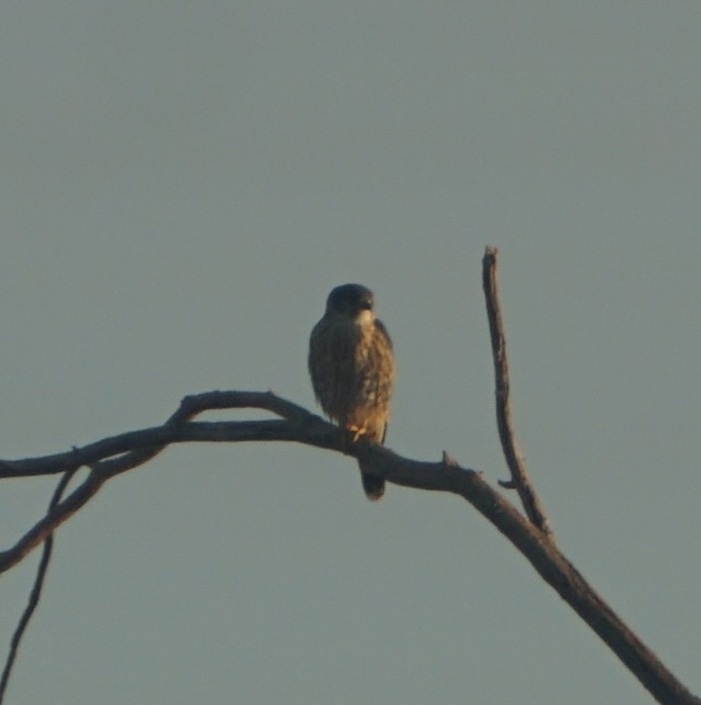 American Kestrel - ML644370345