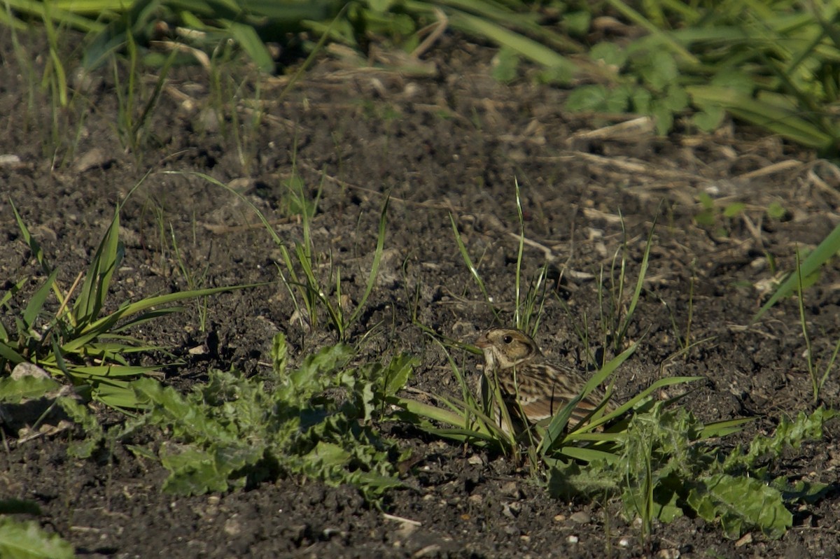 Zigolo della Lapponia - ML644370347