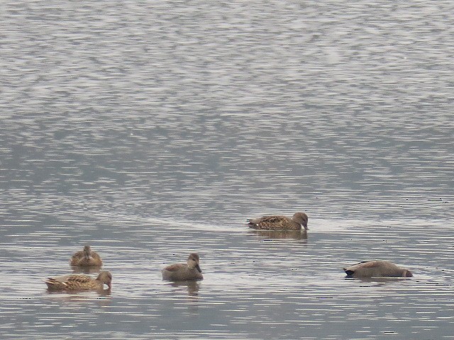 Ánade Friso - ML644370359