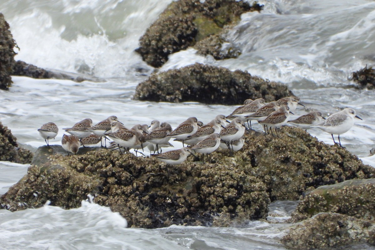 beringsnipe - ML644370373