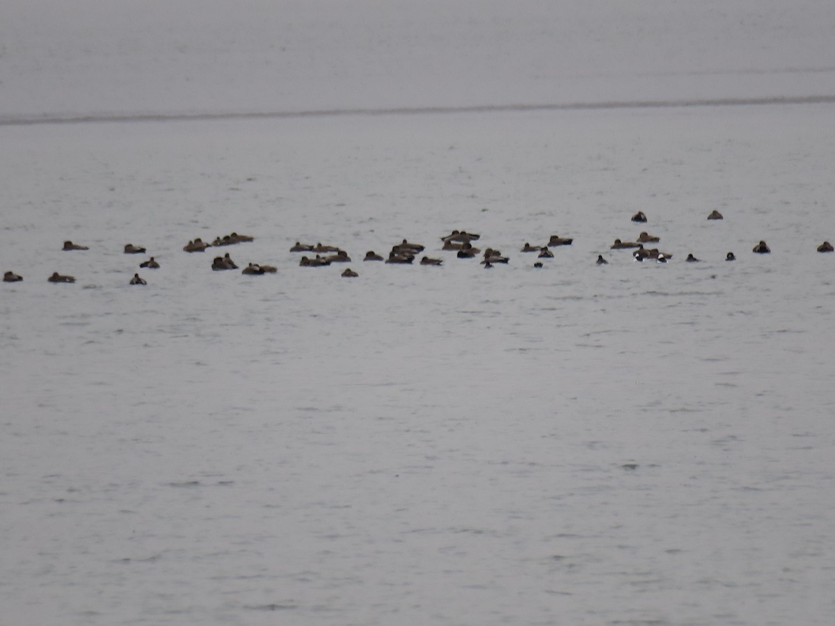 Ánade Friso - ML644370385