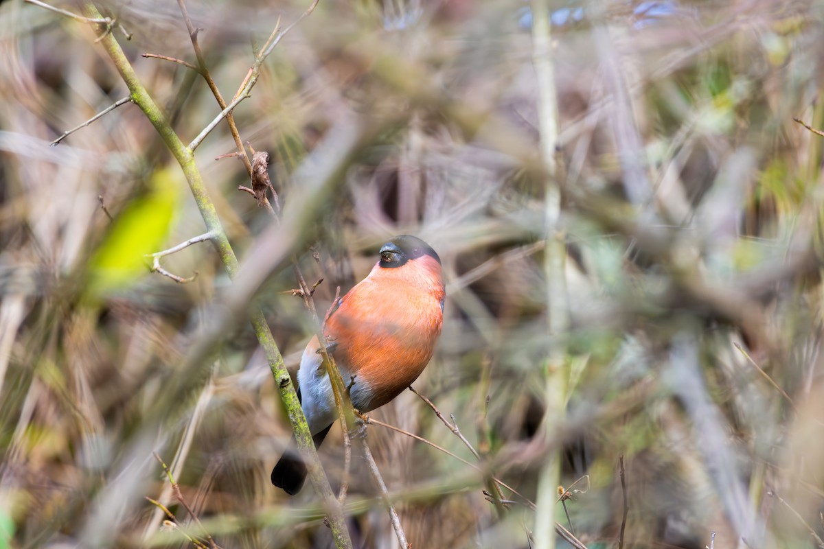 Eurasian Bullfinch - ML644370389