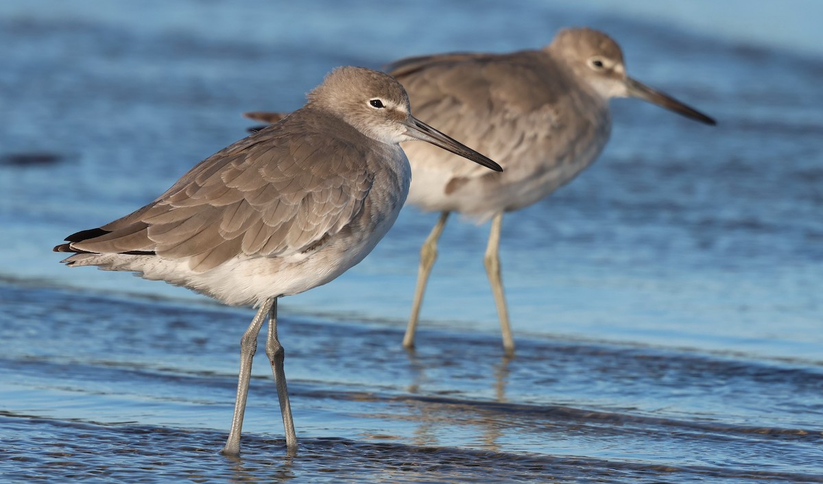 Kuliska erdipalmatua - ML644370399