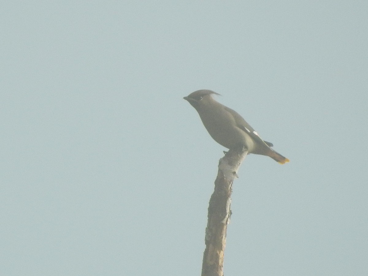 黃連雀 - ML644370401