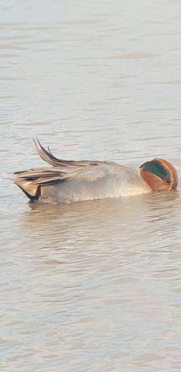 Green-winged Teal - ML644370407