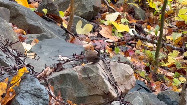 Winter Wren - ML644370420