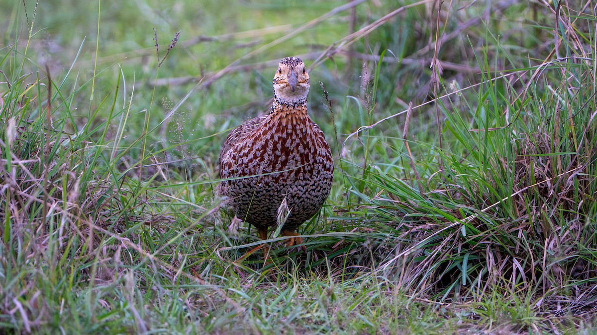 Shelley's Francolin - ML644370422