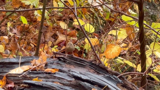 Winter Wren - ML644370423