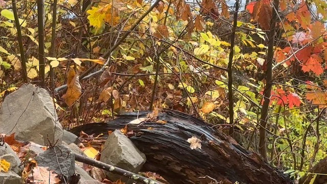 Winter Wren - ML644370424