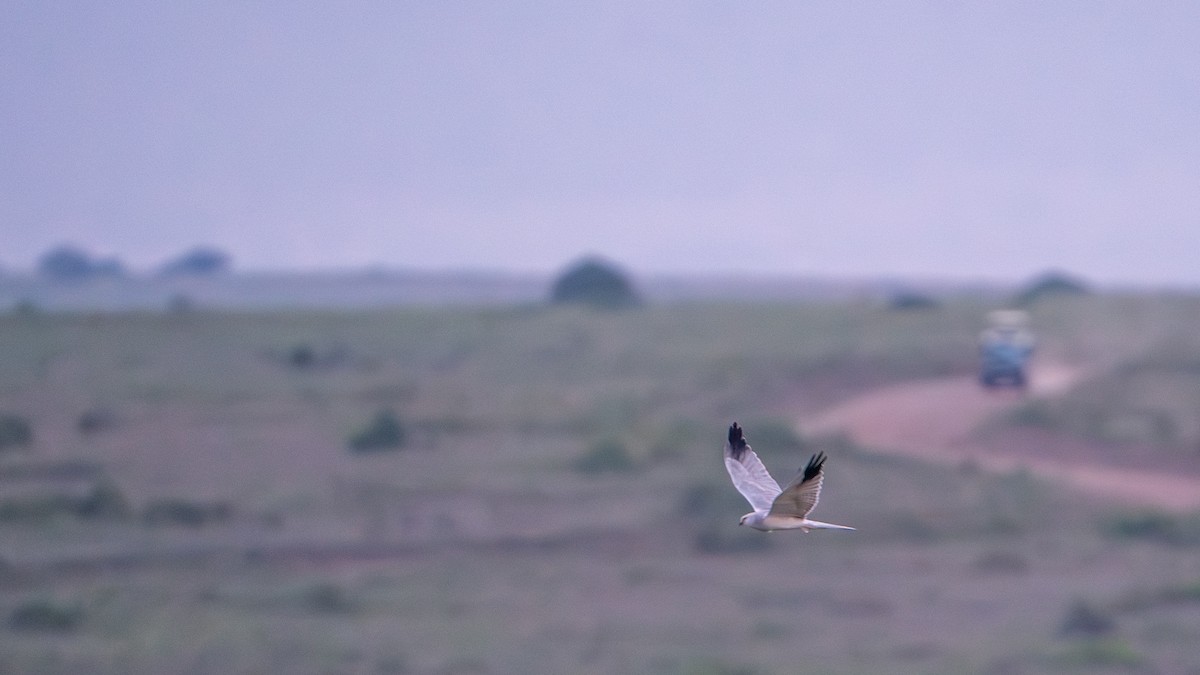 Хээрийн хулд - ML644370430