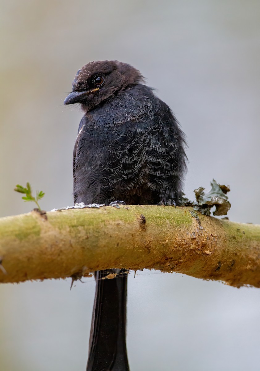 Fork-tailed Drongo - ML644370445