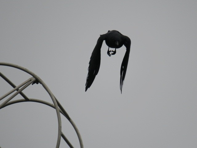 Corneille d'Amérique - ML644370452