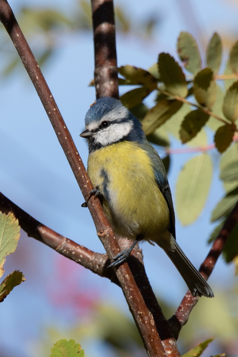 Eurasian Blue Tit - ML644370453