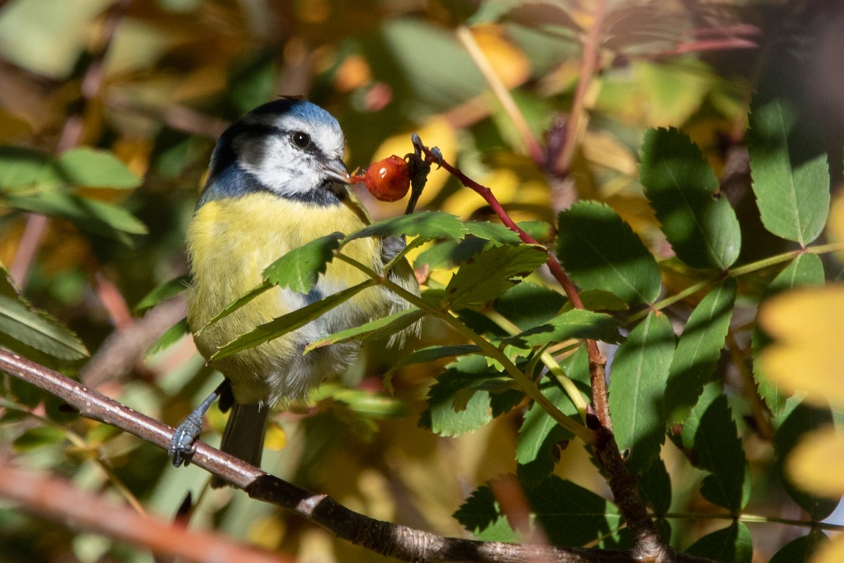 Eurasian Blue Tit - ML644370457