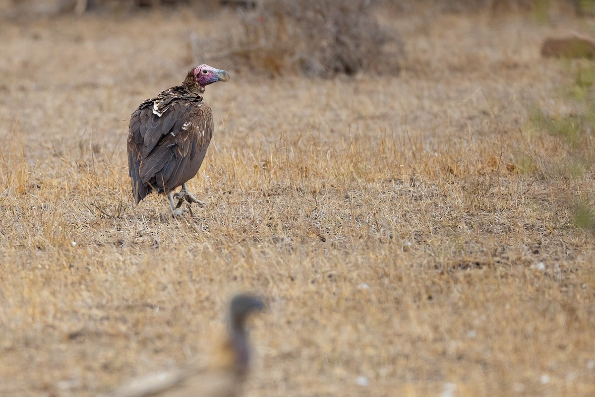 sup ušatý - ML644370461