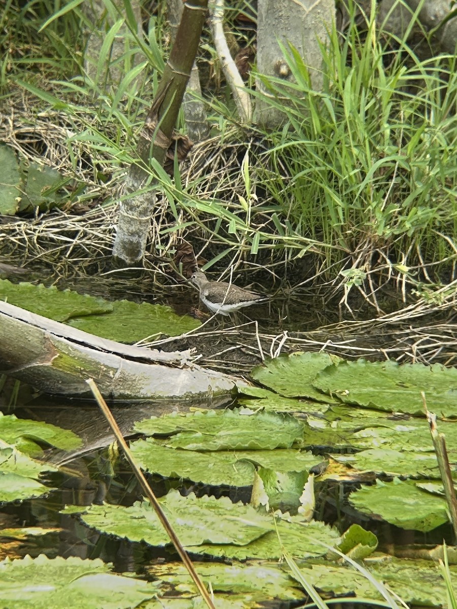 コシグロクサシギ - ML644370462