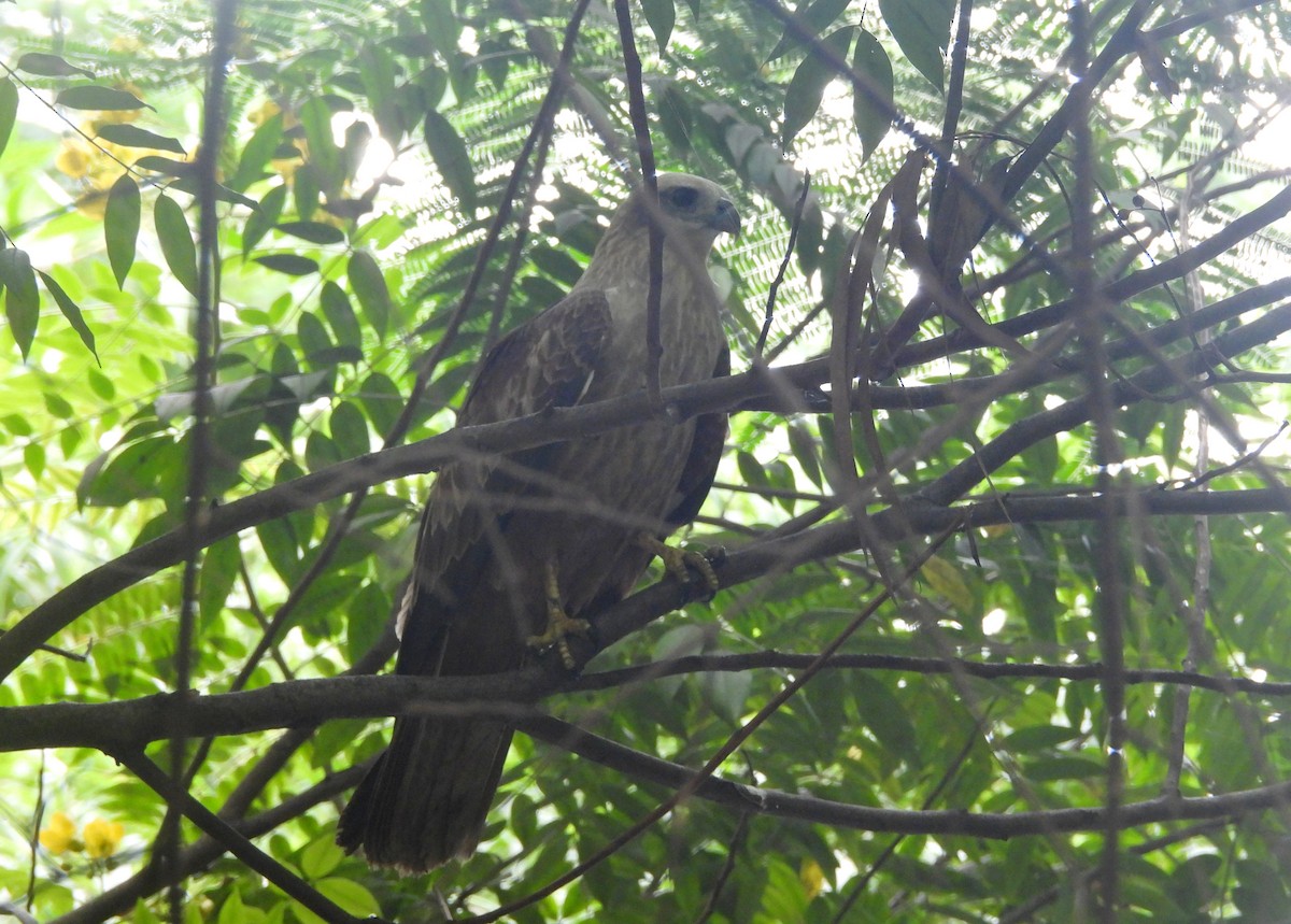 Brahminy Kite - ML644370469