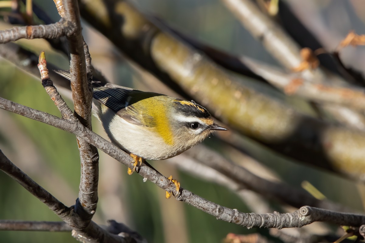 Common Firecrest - ML644370478
