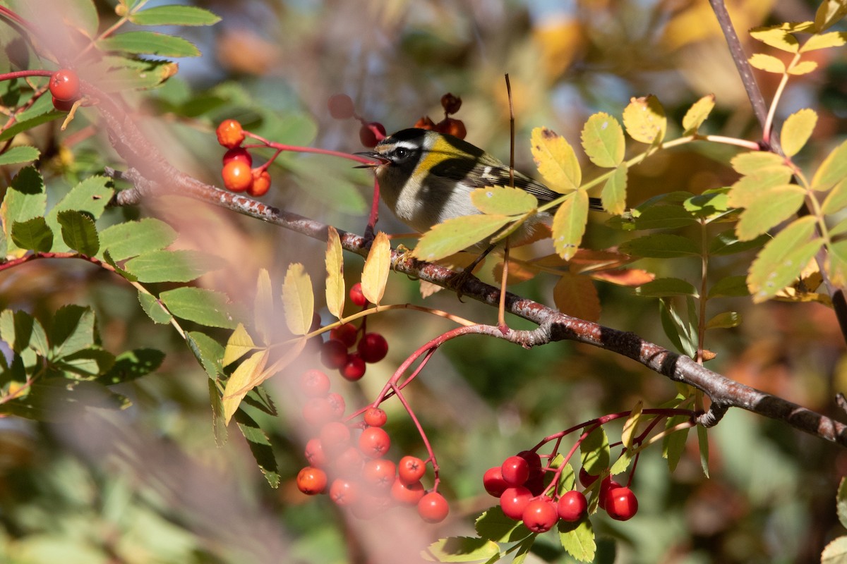 Common Firecrest - ML644370479