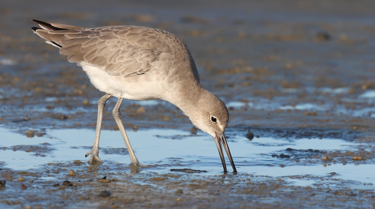 Kuliska erdipalmatua - ML644370481