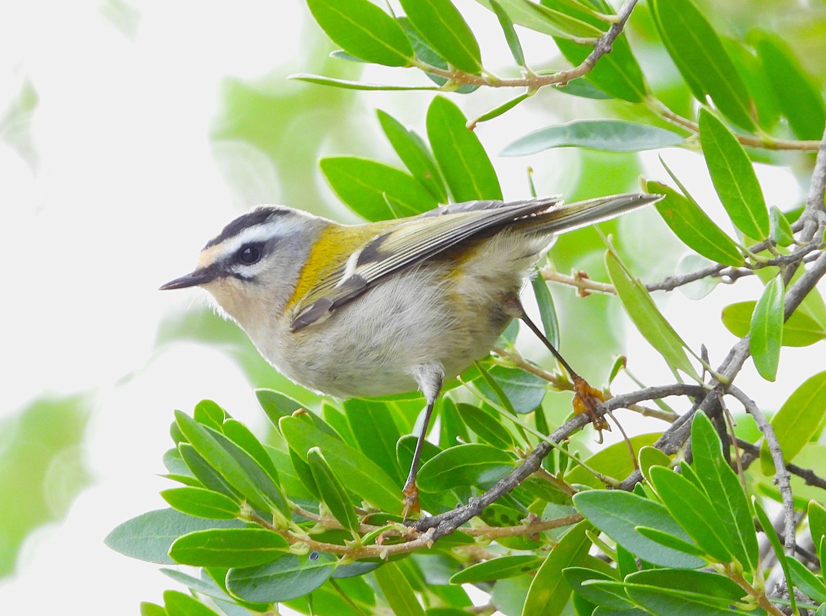 Common Firecrest - ML644370489