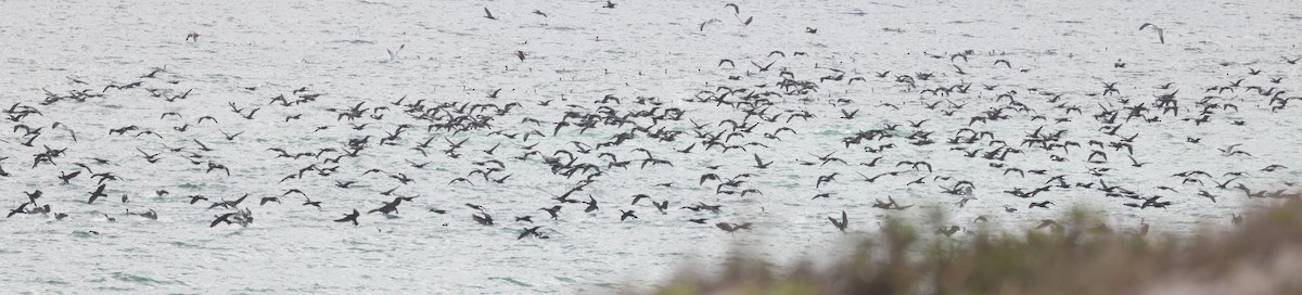 キノドハナグロウ - ML644370501