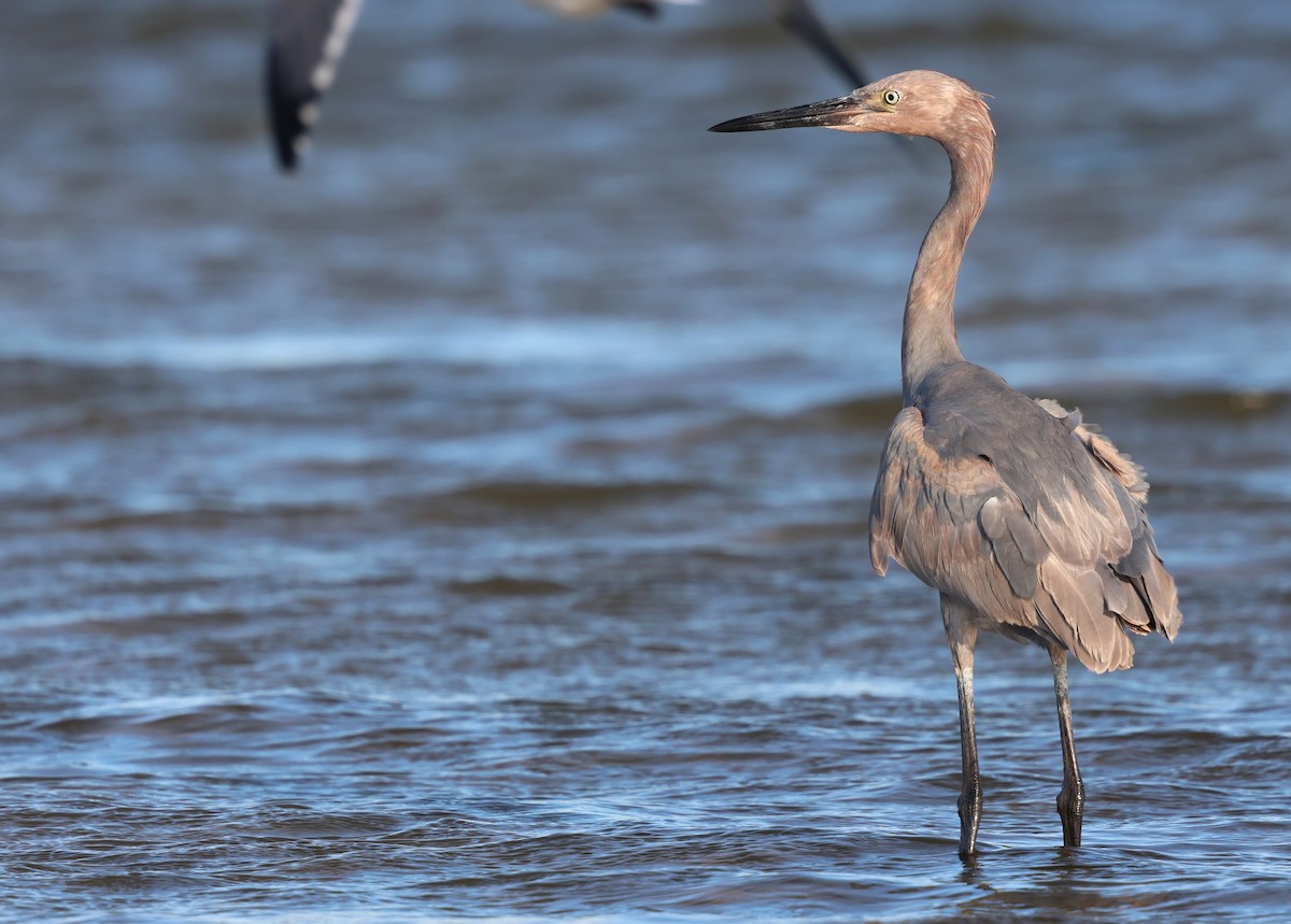 Reddish Egret - ML644370506