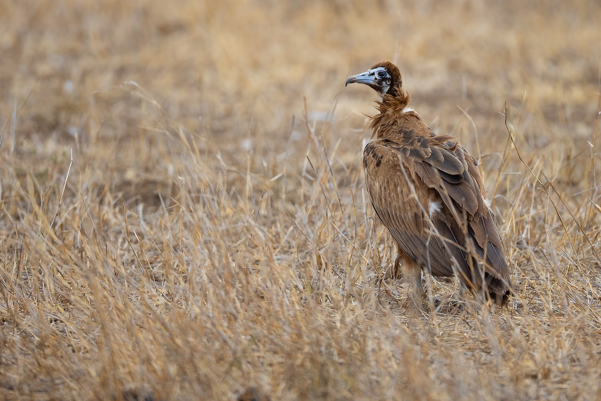 Hooded Vulture - ML644370510