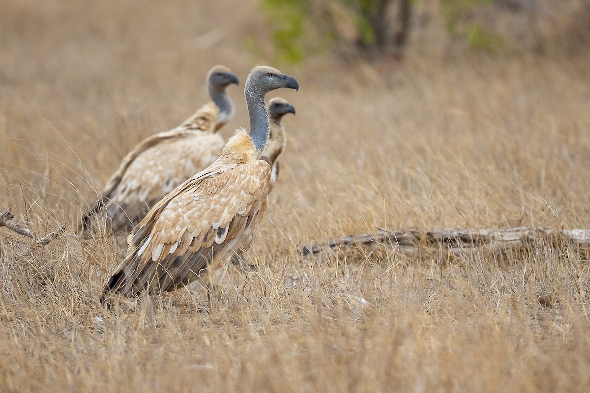 Kapgeier - ML644370521