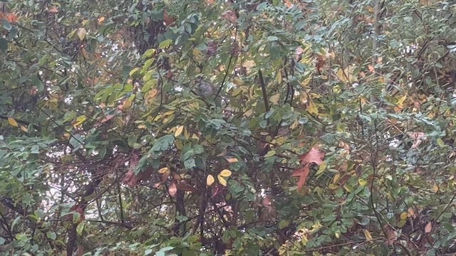 White-throated Sparrow - ML644370529