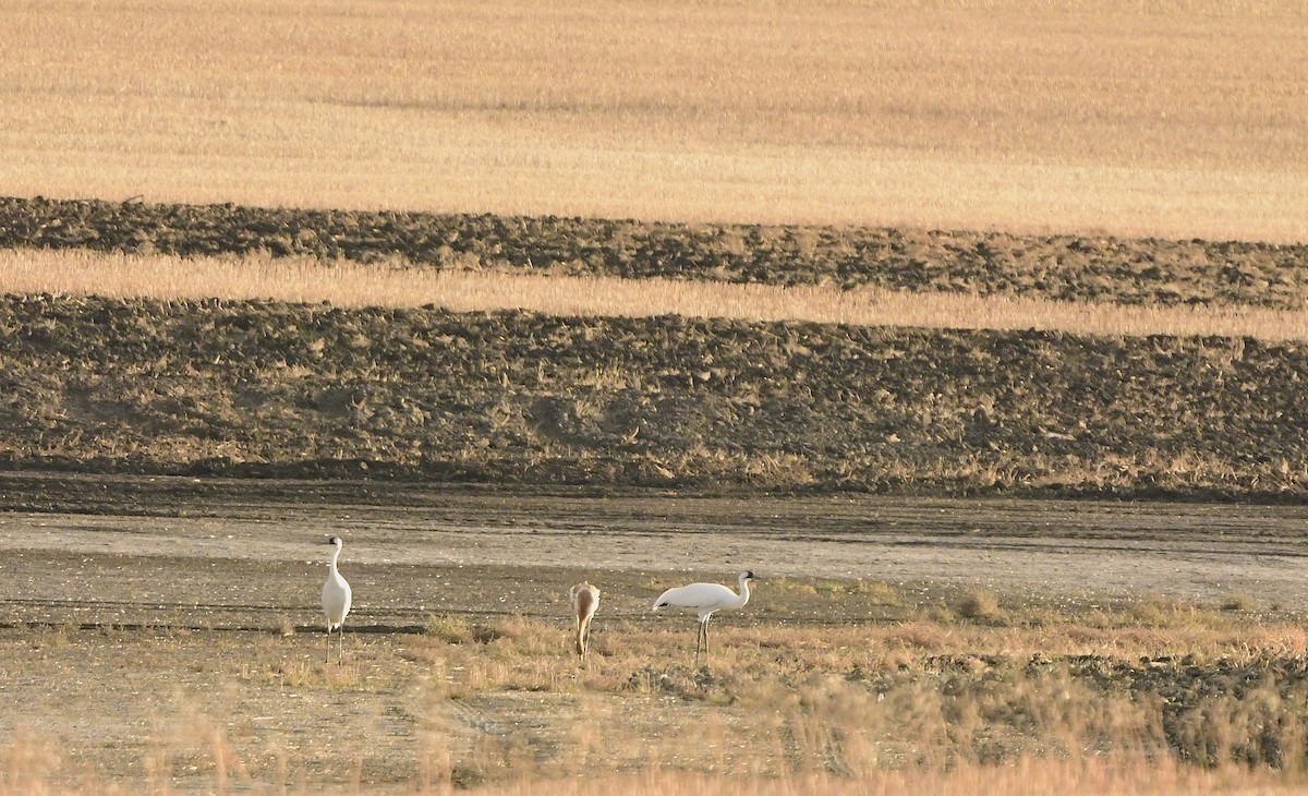 trompettrane - ML644370539