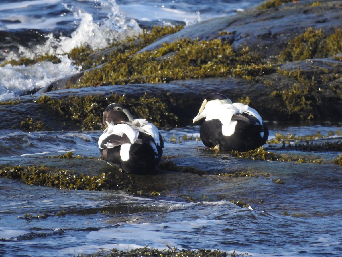 Common Eider - ML644370540