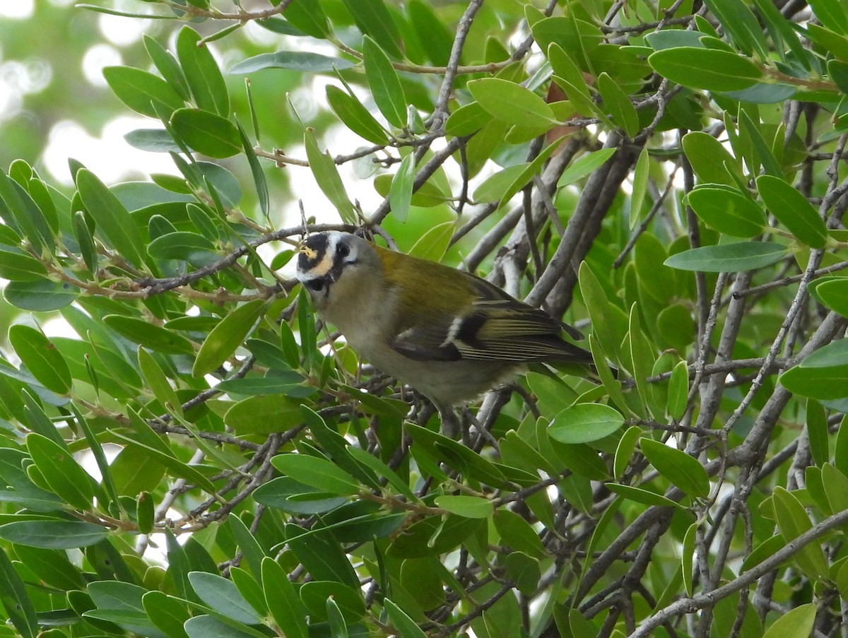Common Firecrest - ML644370543