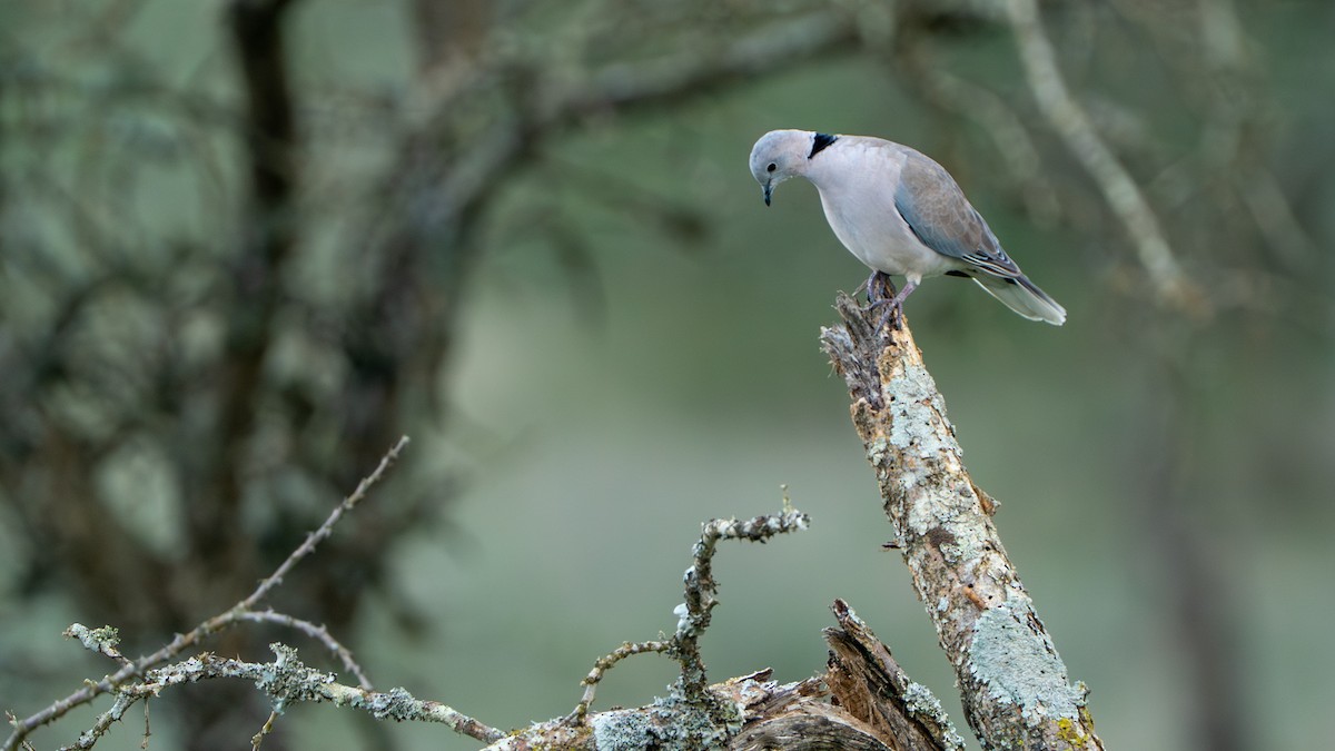 Ring-necked Dove - ML644370546
