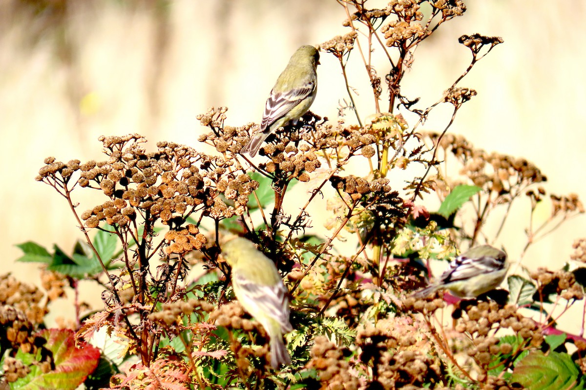 Lesser Goldfinch - ML644370554
