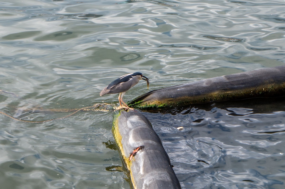 kvakoš noční - ML644370555